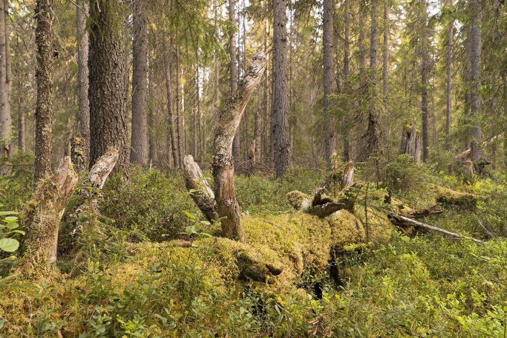 Бореальные леса Двинско-Пинежского заказника