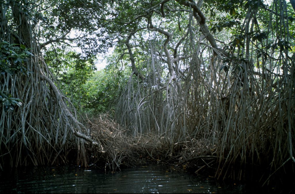Мангровый лес ризофоры мангле в Мексике