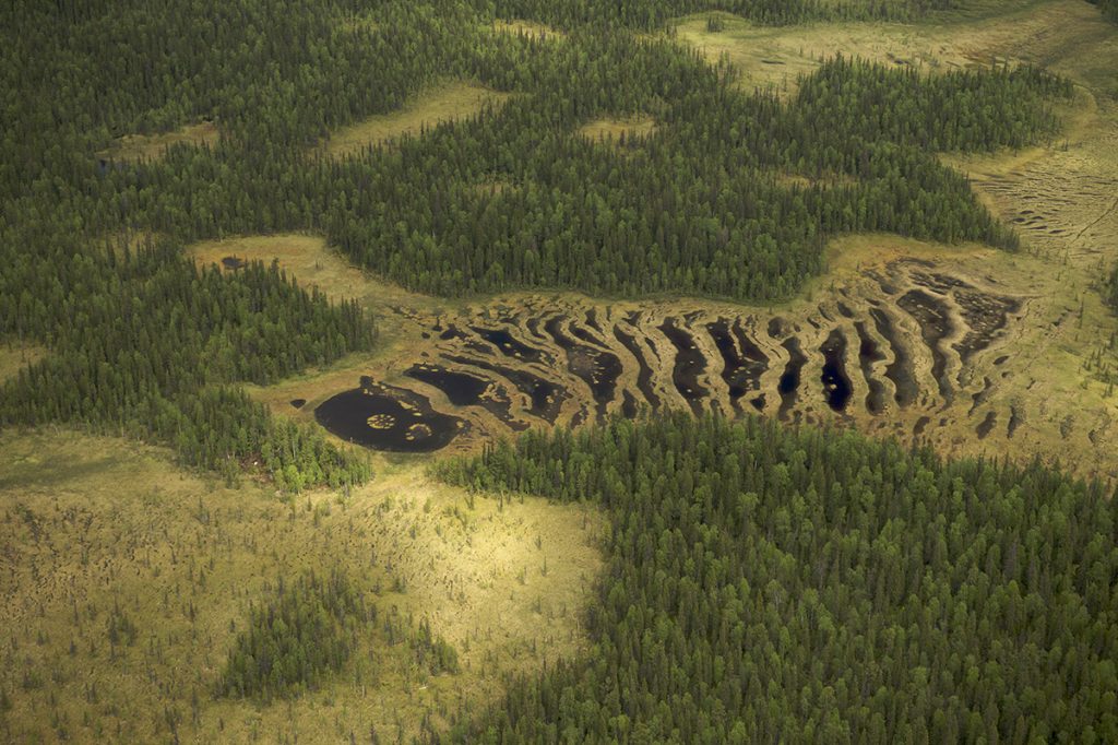 Девственные леса Коми. Фото © Markus Mauthe