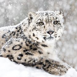 Frontal,Portrait,Of,Snow,Leopard,In,Snow,Storm