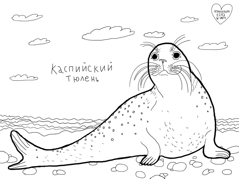 раскраска для детей животные тюлень