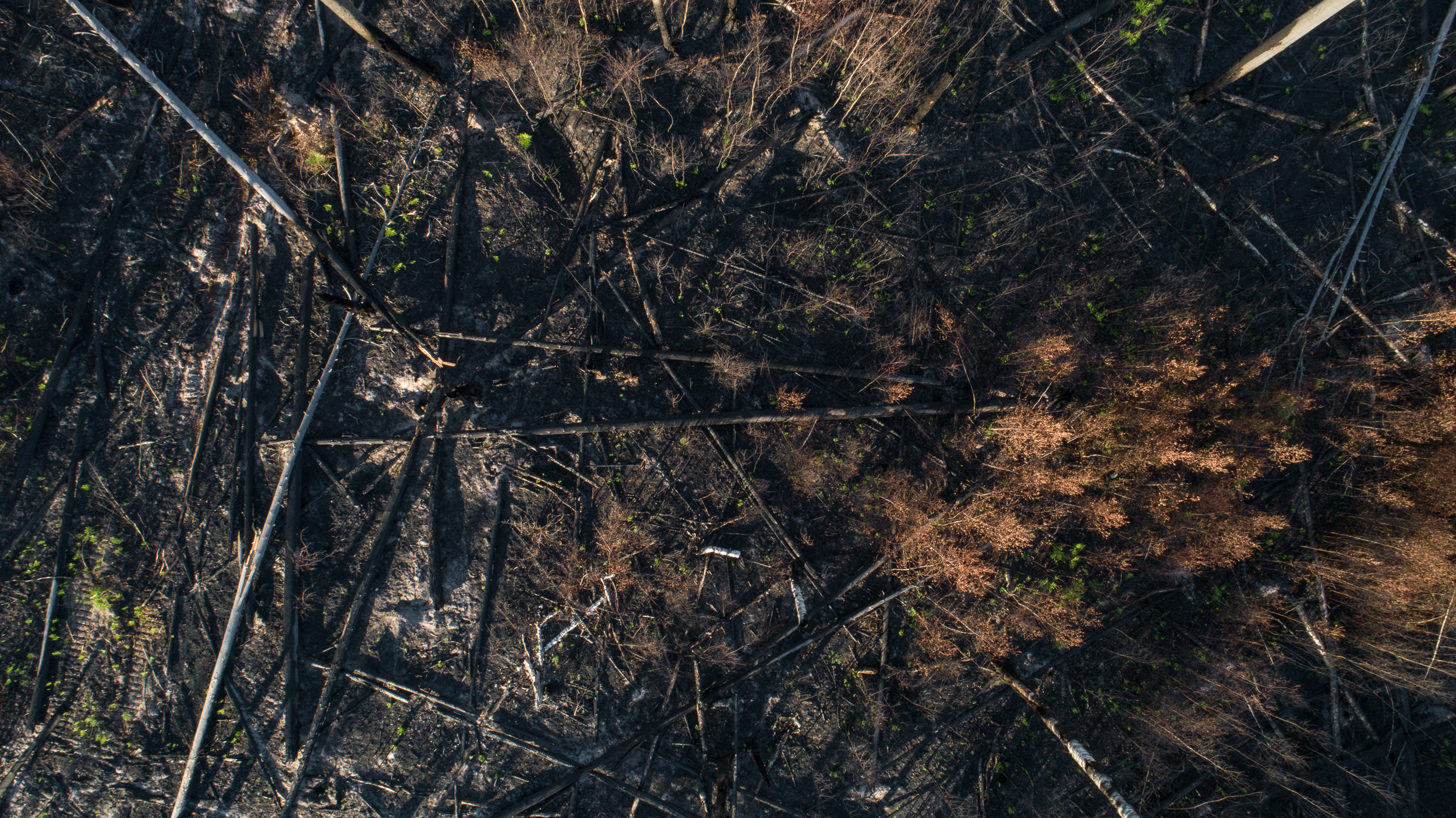 Лесные пожары – практика без обобщения… - фото 4