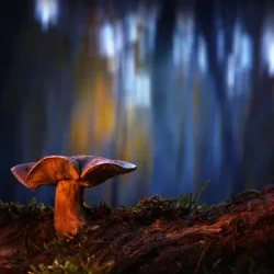 depositphotos_782828074-stock-photo-mushroom-photographed-its-habitat-natural