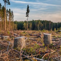 View,Of,Logs,Of,Felled,Trees,On,Pine,Forest,Outskirts