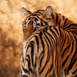 Beautiful tiger in the nature habitat. Tiger pose in amazing light. Wildlife scene with wild animal. Indian wildlife. Indian tiger. Panthera tigris tigris.