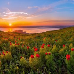 Пион_тонколистный_на_закате